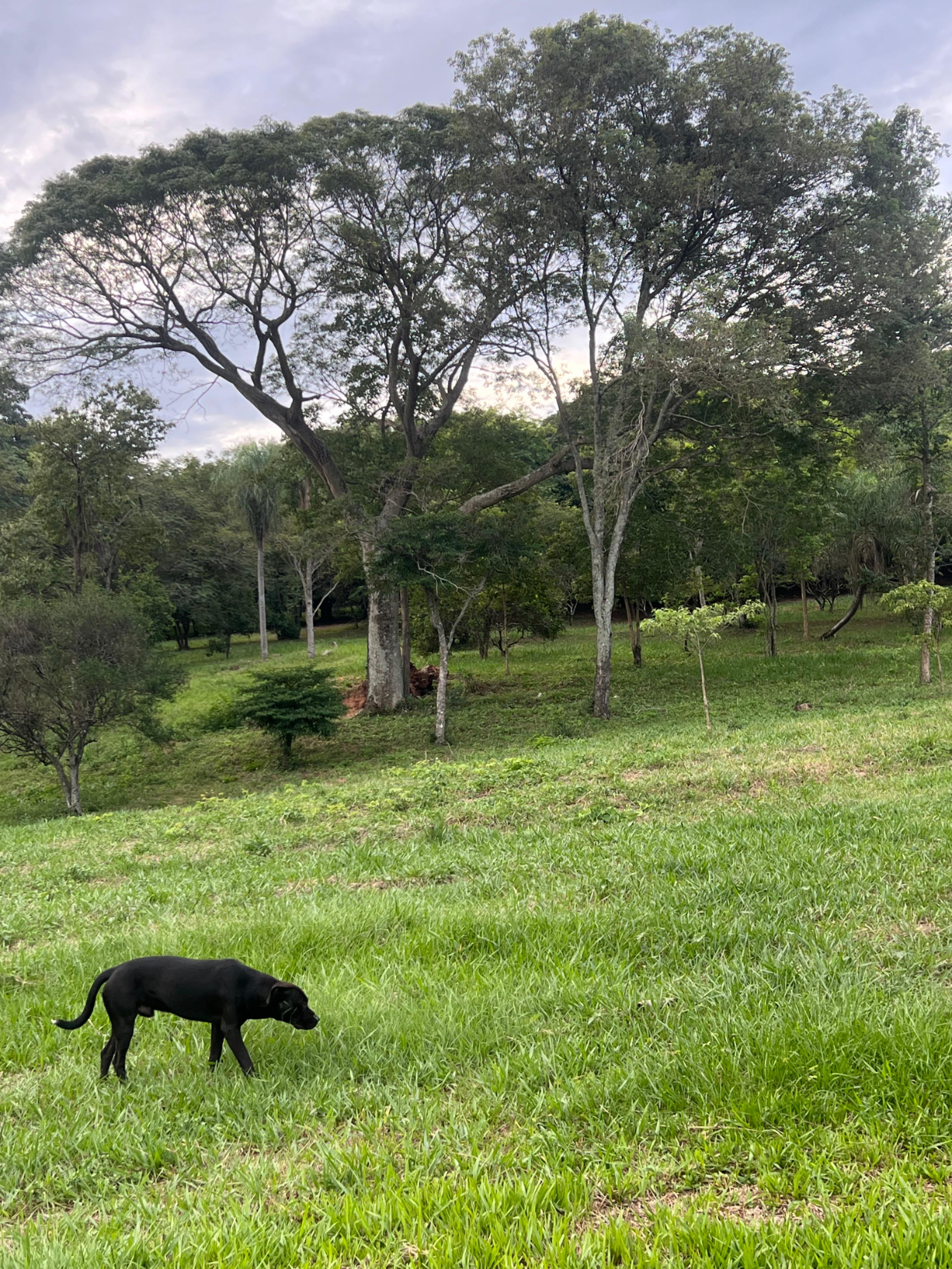 vendo 1 hectarea en caacupe Cerro Real — foto 3