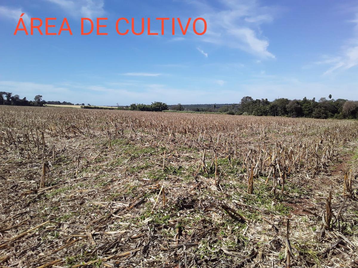 VENDO 44 HAS DE CAMPO MUNICIPIO RAUL ARSENIO OVIEDO A 35 KM (CAMPO 9) — foto 2