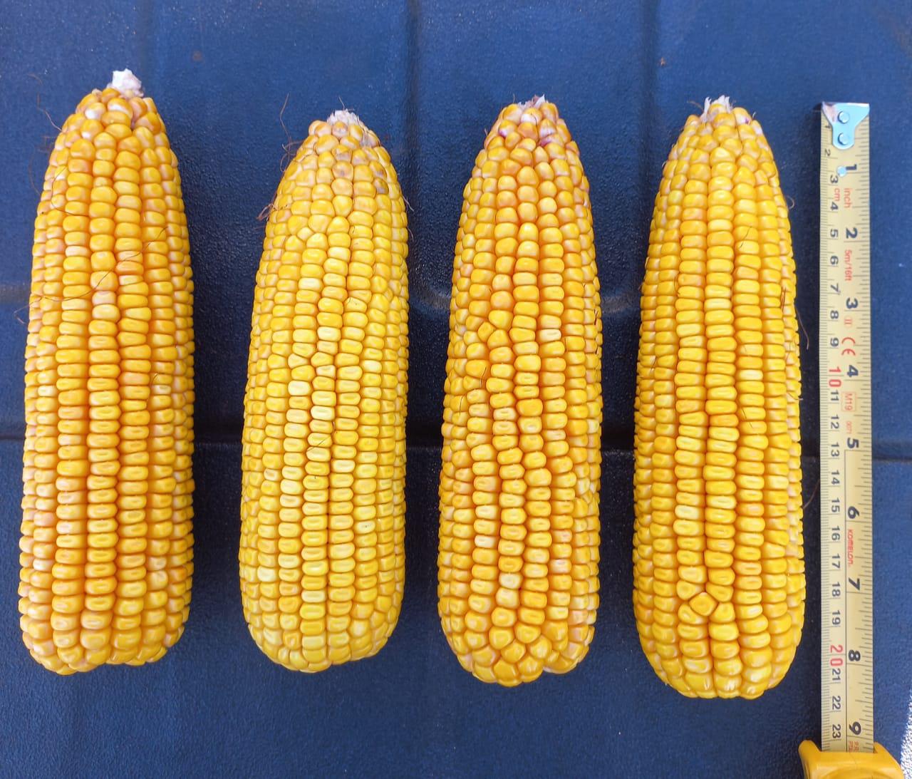 Vendo Campo Agronadero de 620 Hectáreas  en Paraguarí — foto 3