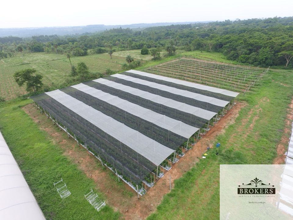 Vendo Granja Modelo De 53 Ha Ubicada En Itacurubi De La Cordillera — foto 2