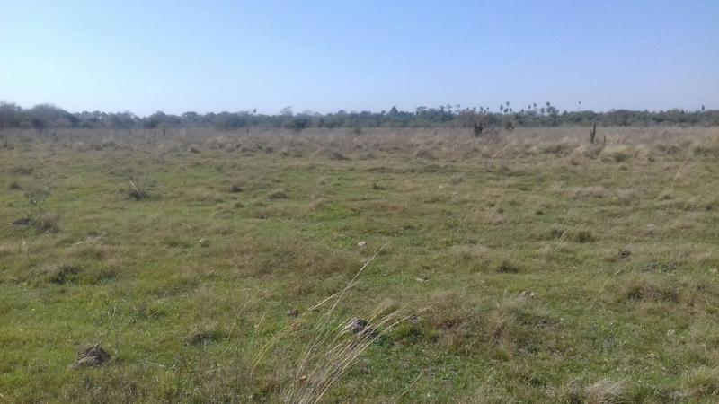 Vendo Campo De 122 Hectáreas En Simón Bolívar, Caaguazú — foto 2