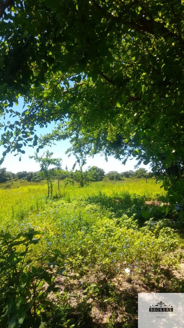 Vendo Campo de 102 hectáreas colindante con el Rio Paraguay y la Ruta PY19 — foto 3