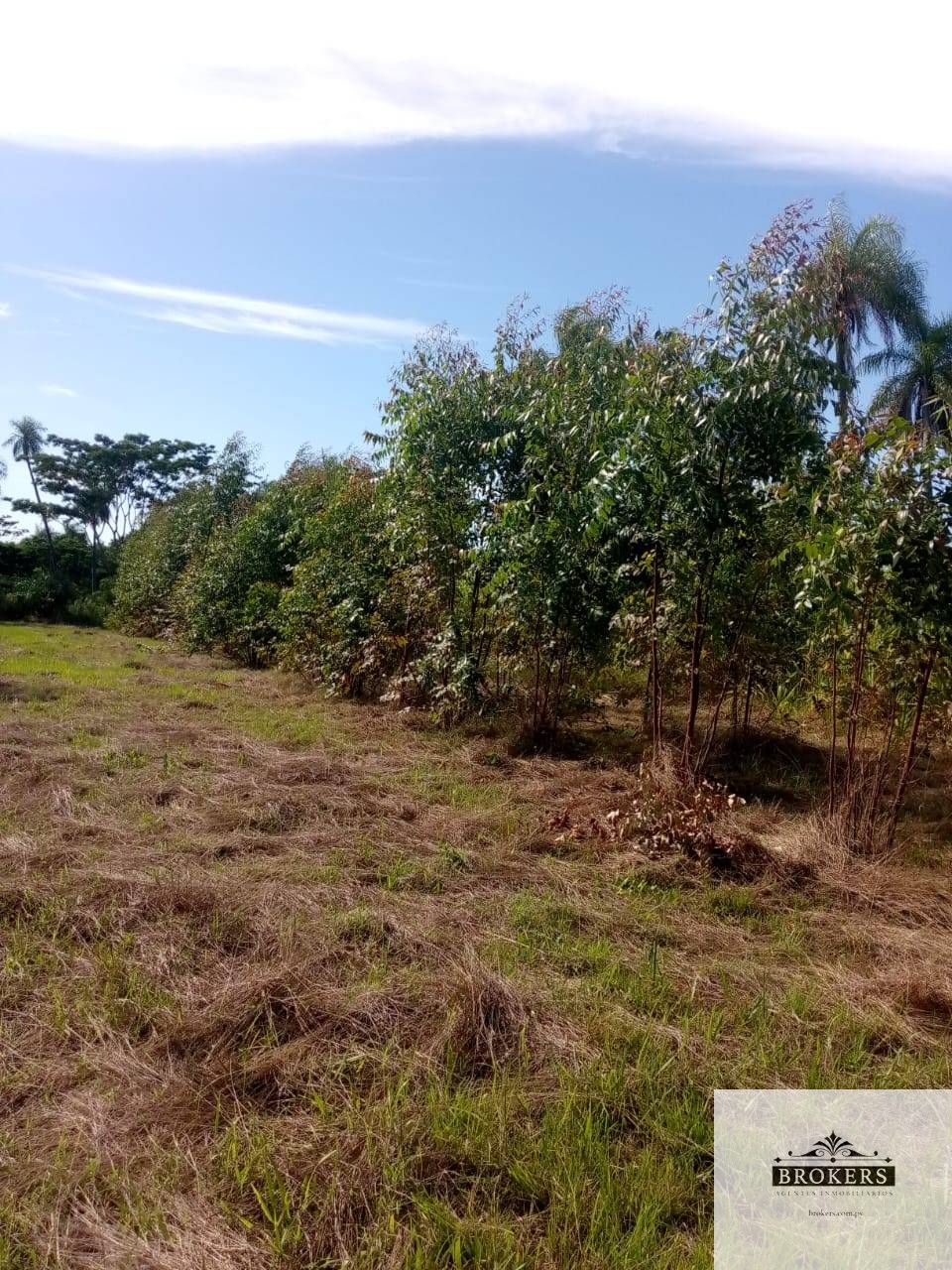 Vendo Campo de 10 Hectáreas con Casa a terminar en Paraguarí Pirayu — foto 2