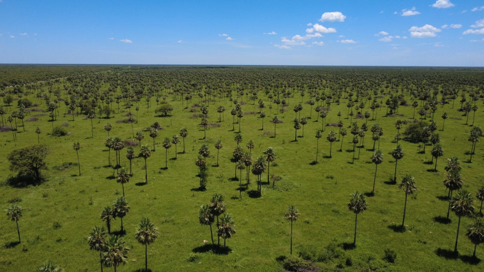 EXCLUSIVA ESTANCIA GANADERA DE 6.709 HECTÁREAS EN VENTA — foto 2