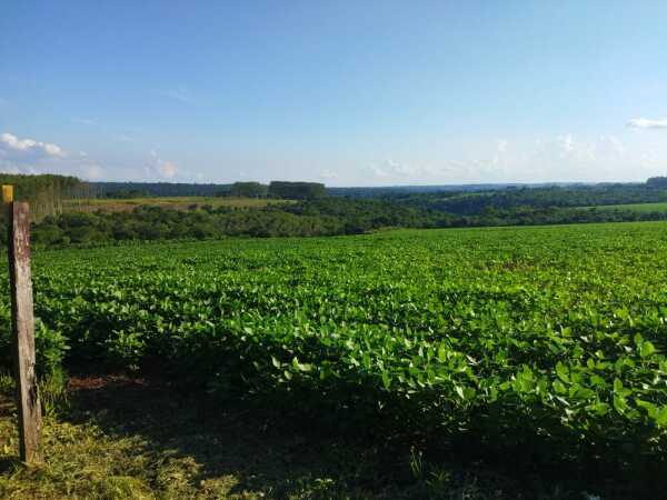 Propiedad Rural en Venta – Paraná Poty, Presidente Franco 17 HAS — foto 2