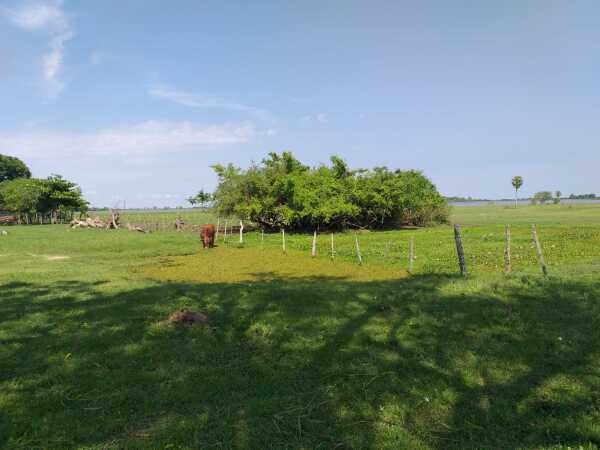 EN VENTA DE 411 HECTÁREAS EN ESTERO KANVA / SAN JUAN DE ÑEEMBUCU — foto 3