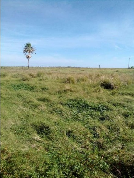 Vendo Campo de 4.911 Hectáreas en Yacarey, San Pedro-CLCS5419618 — foto 2