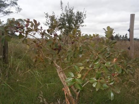 Predio Con Manejo Agroecologico