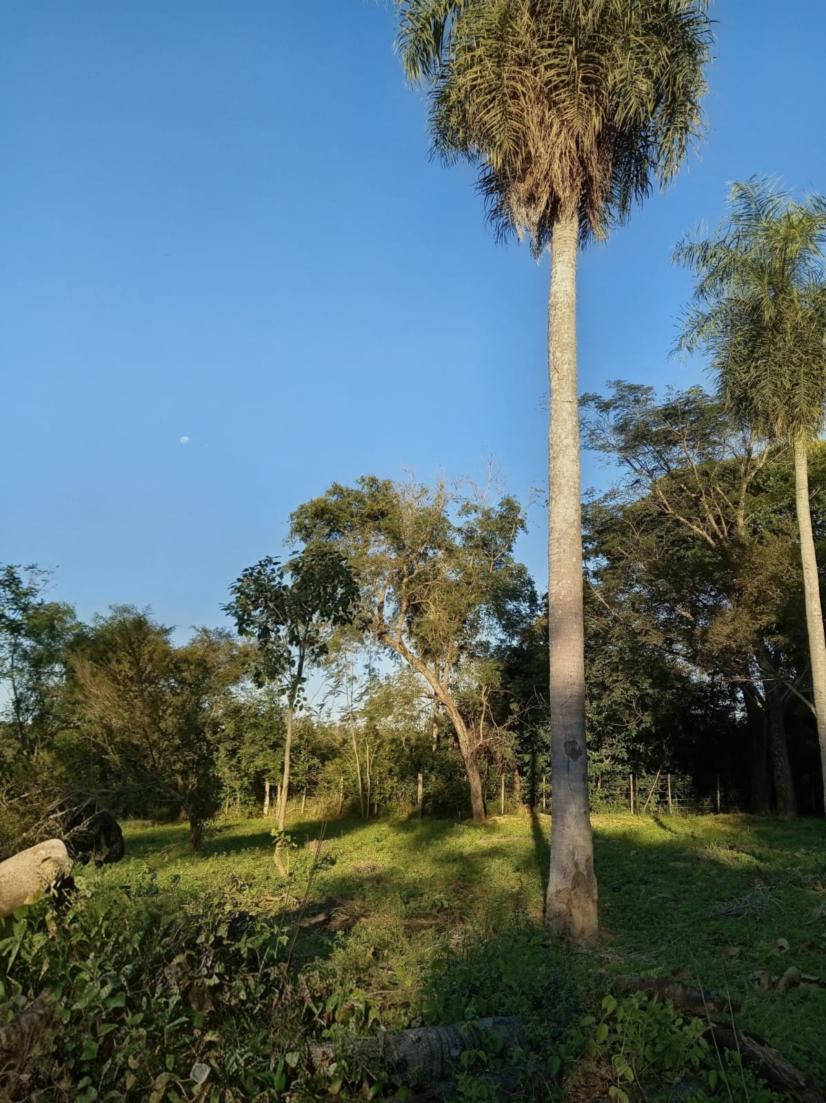 Vendo terreno en Nueva Colombia - Boquerón — foto 2