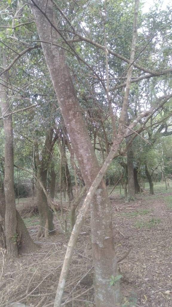 Vendo fabulosa propiedad con arroyo y casa en Chololo/ Piribebuy — foto 3