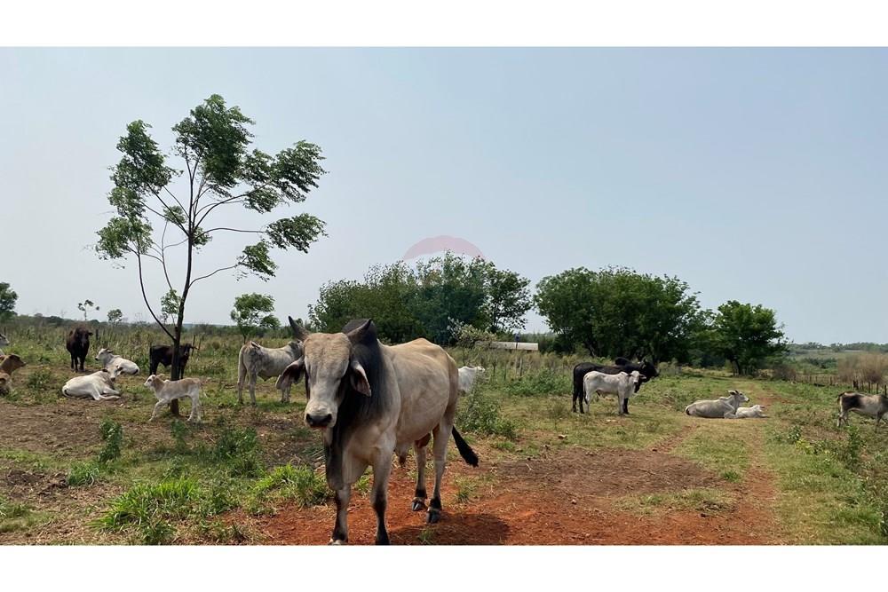 ESTANCIA DE 10.019 HECTAREAS EN CAAGUAZU — foto 3