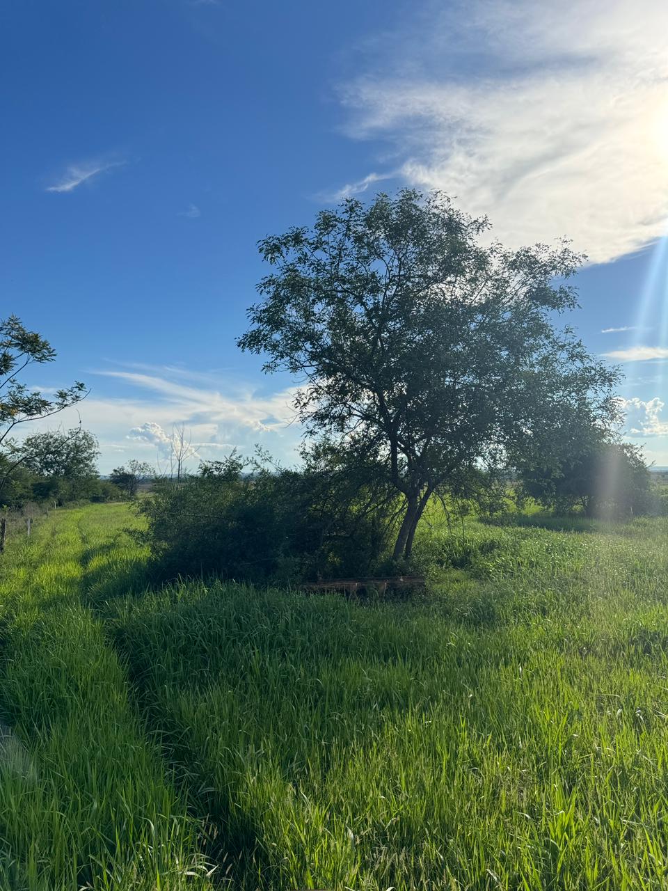 Vendo Propidad En Arroyos Y Esteros– 48 Hectáreas (14 Hectáreas De Pastura) — foto 2