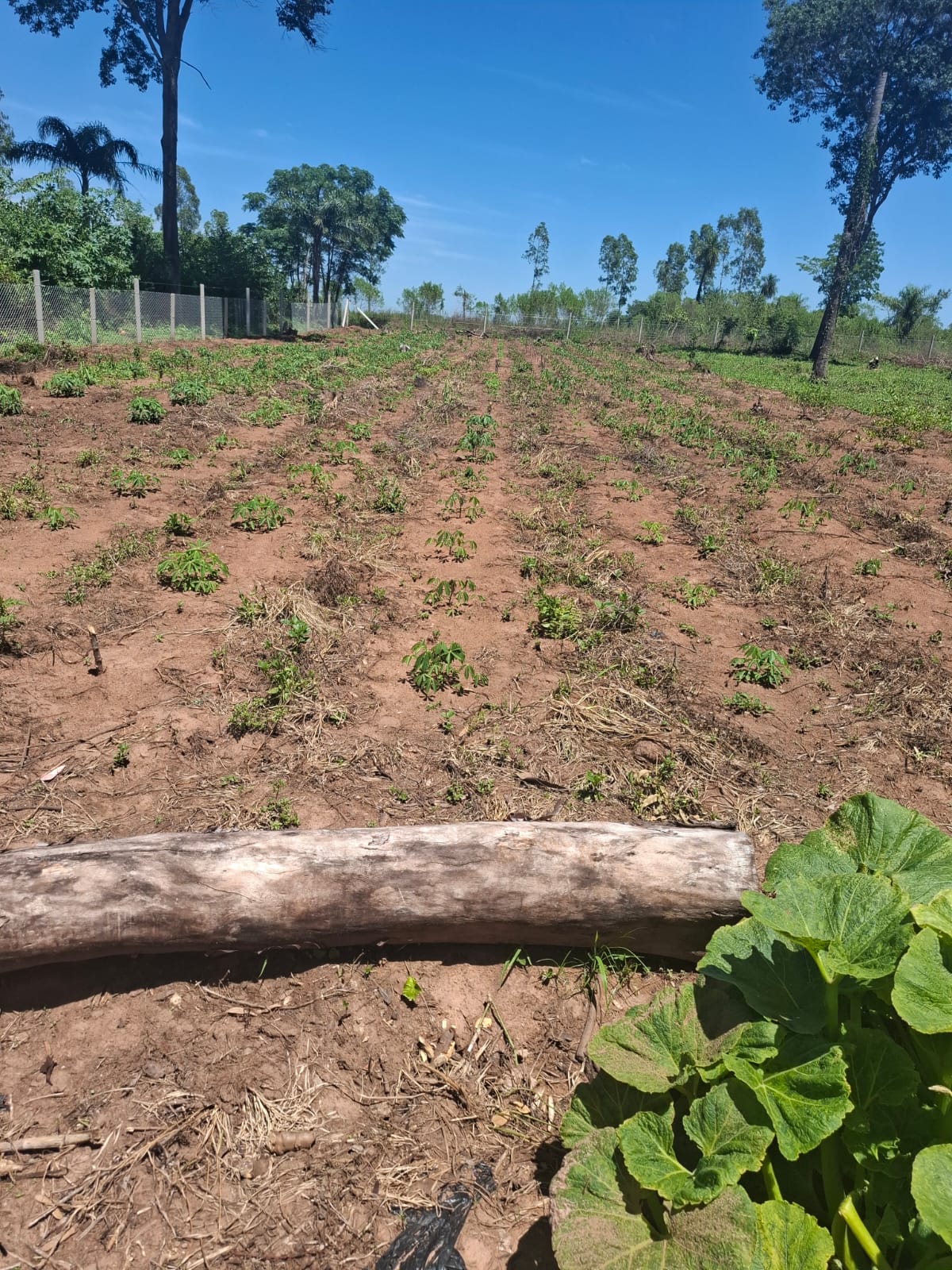 Vendo Propiedad De 6 Hectareas En Nueva Italia 140 Millones Por Hectareas. — foto 2