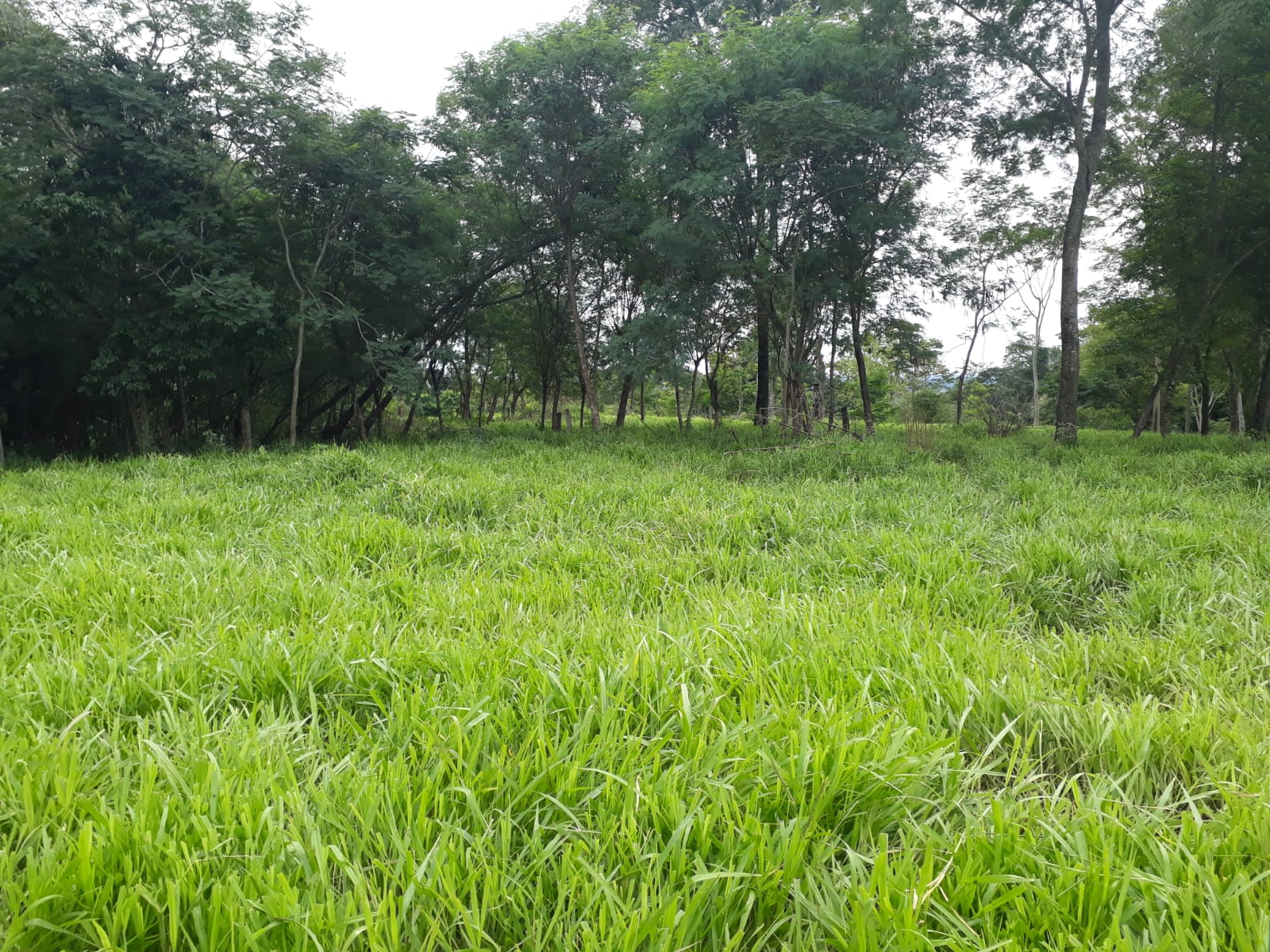 Vendo Terreno Rural de 200 Hectáreas en RI3 Corrales - Dpto de Caaguazú — foto 3