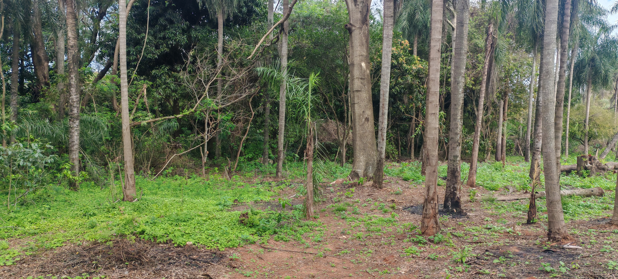 TERRENO EN VENTA – CABAÑAS, CAACUPÉ — foto 2