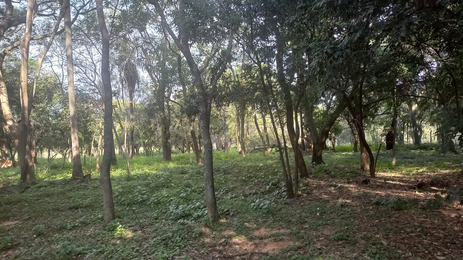 Terreno en venta en Mariano Roque Alonso — foto 2