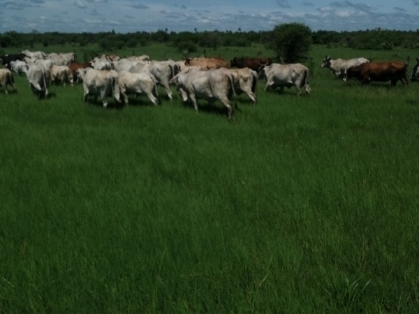 Campo en venta en Villa Hayes — foto 3