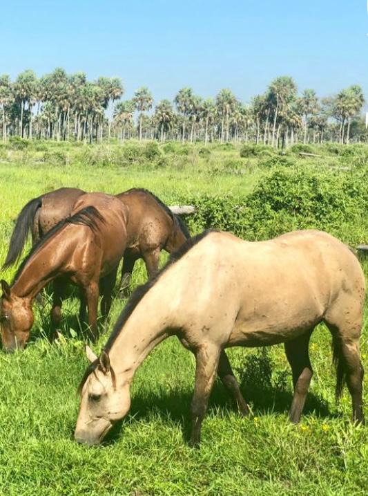 ESTANCIA DE 11574 HECTAREAS EN EL DPTO DE PDTE HAYES — foto 2