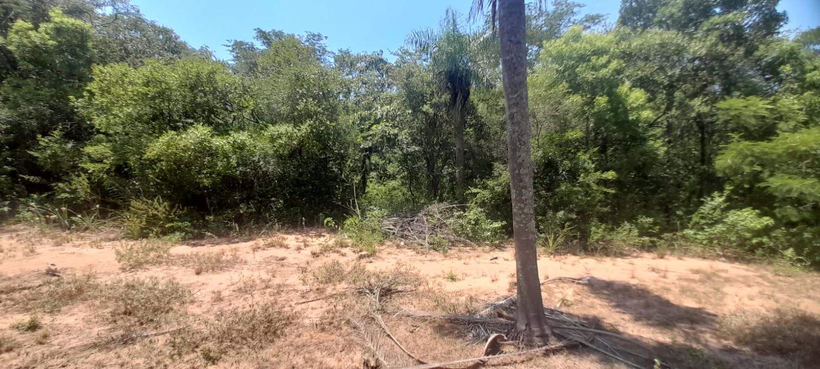 VENDO TERRENO EN NUEVA COLOMBIA — foto 2