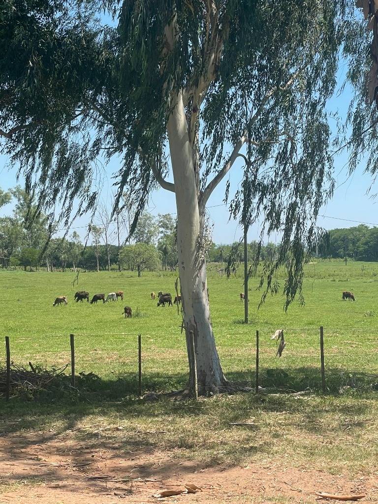 VENTA AGROGANADERA EN ACAHAY — foto 2