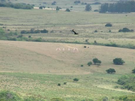 Chacras / Campos En Minas: Alf3h