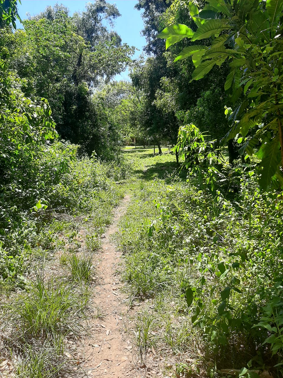 Terreno En Venta En San Bernardino Ciervo Cua — foto 2