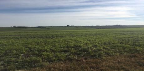 Establecimiento Agrícola En Paysandú. Ref: 1841