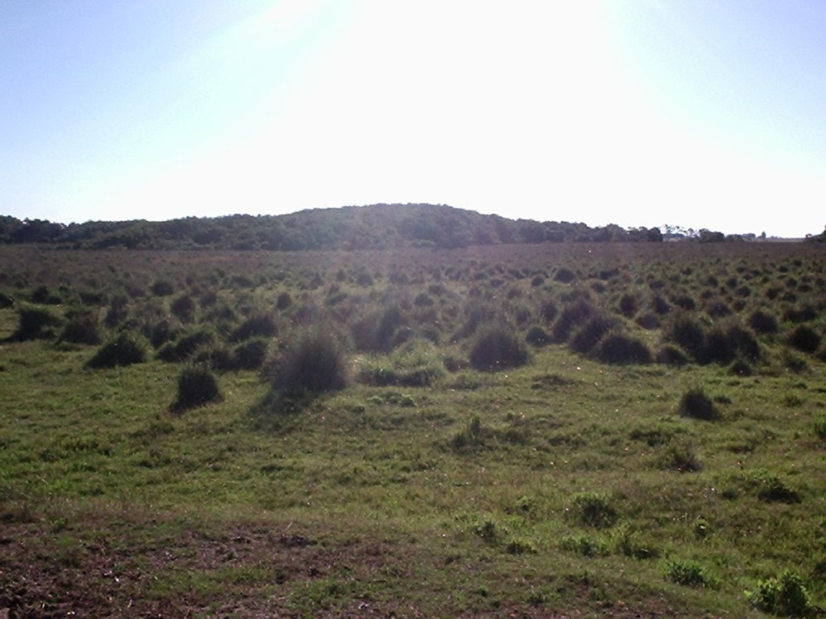 Campo con costa Oceánica en Rocha ref. 1562 - foto 2
