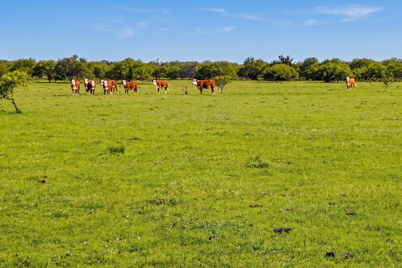Campo en venta en Paysandú 10413, 813 hectáreas ganadero agrícola - foto 4