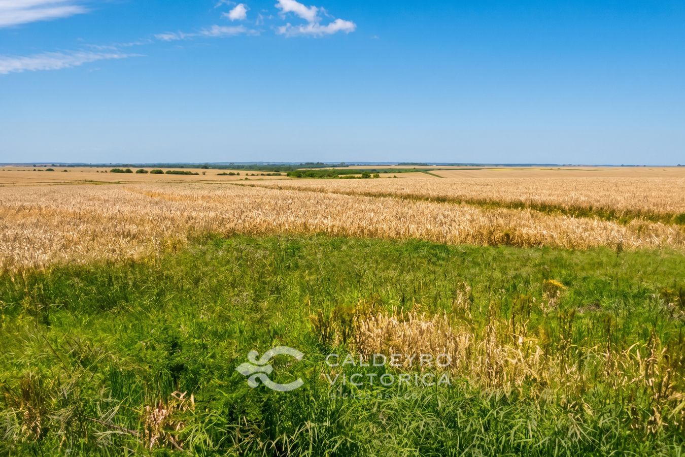 Campo en venta en Paysandú 10413, 813 hectáreas ganadero agrícola - foto 1