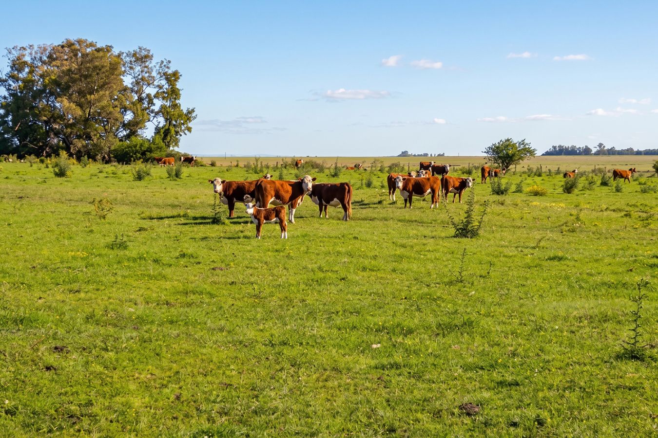 Campo en venta en Paysandú 10413, 813 hectáreas ganadero agrícola - foto 3