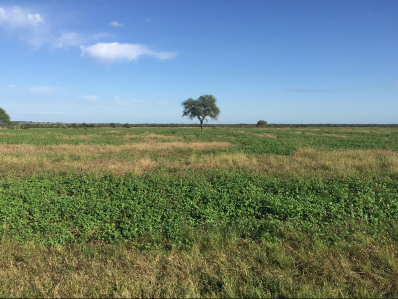 CAMPO EN PAYSANDU - foto 5