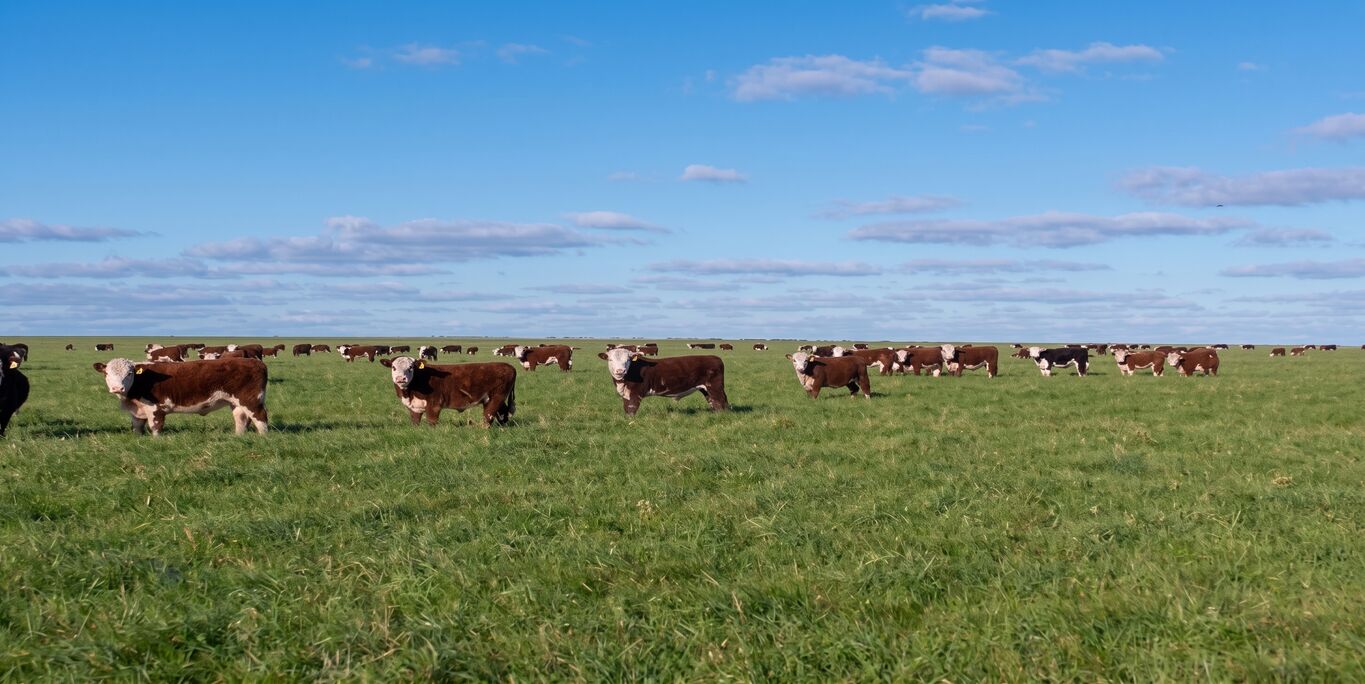 CAMPO EN FLORIDA - foto 1