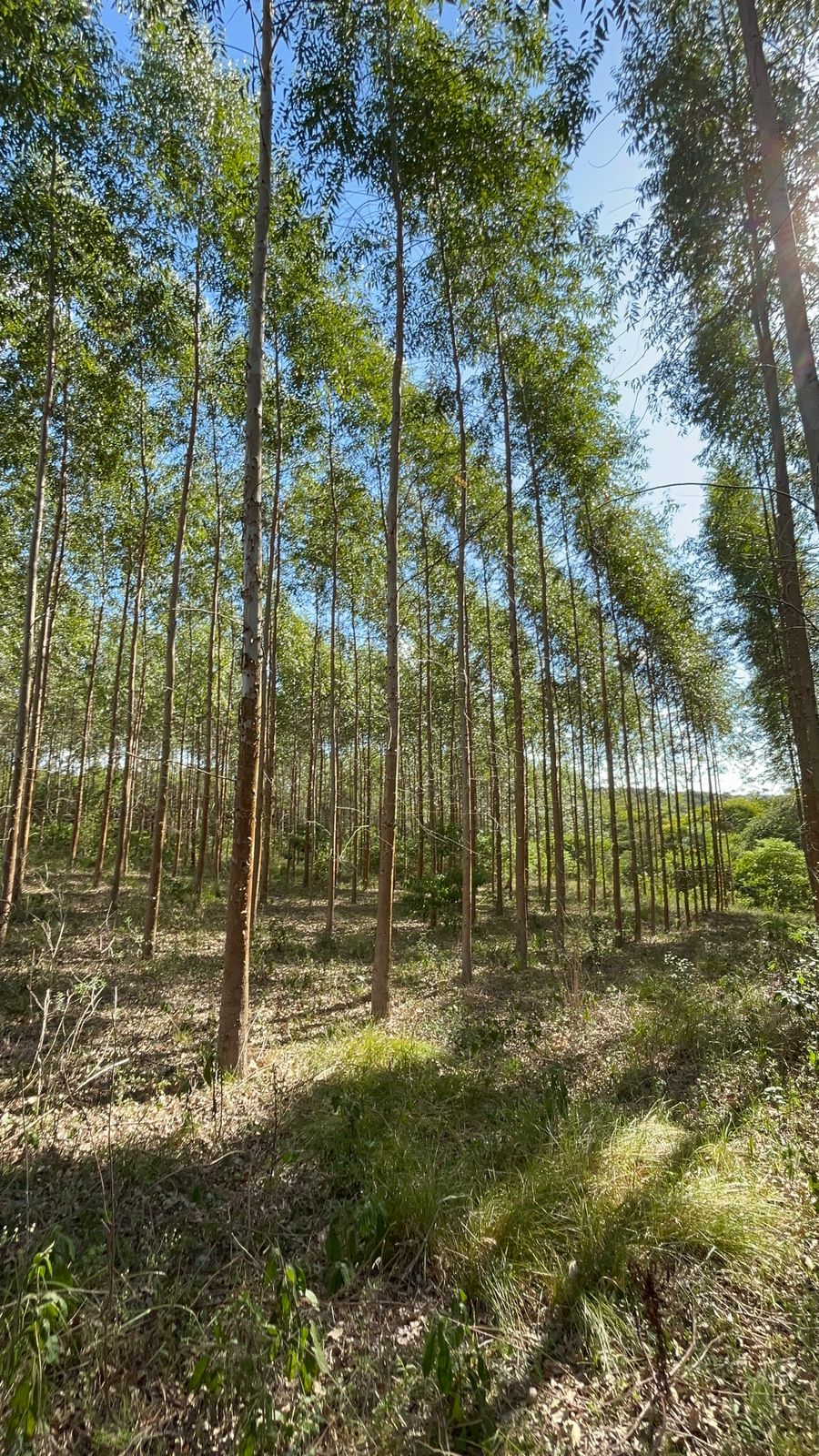 VENDO TERRENO EN CORONEL OVIEDO PARA DESARROLLO DE CANTERA — foto 3