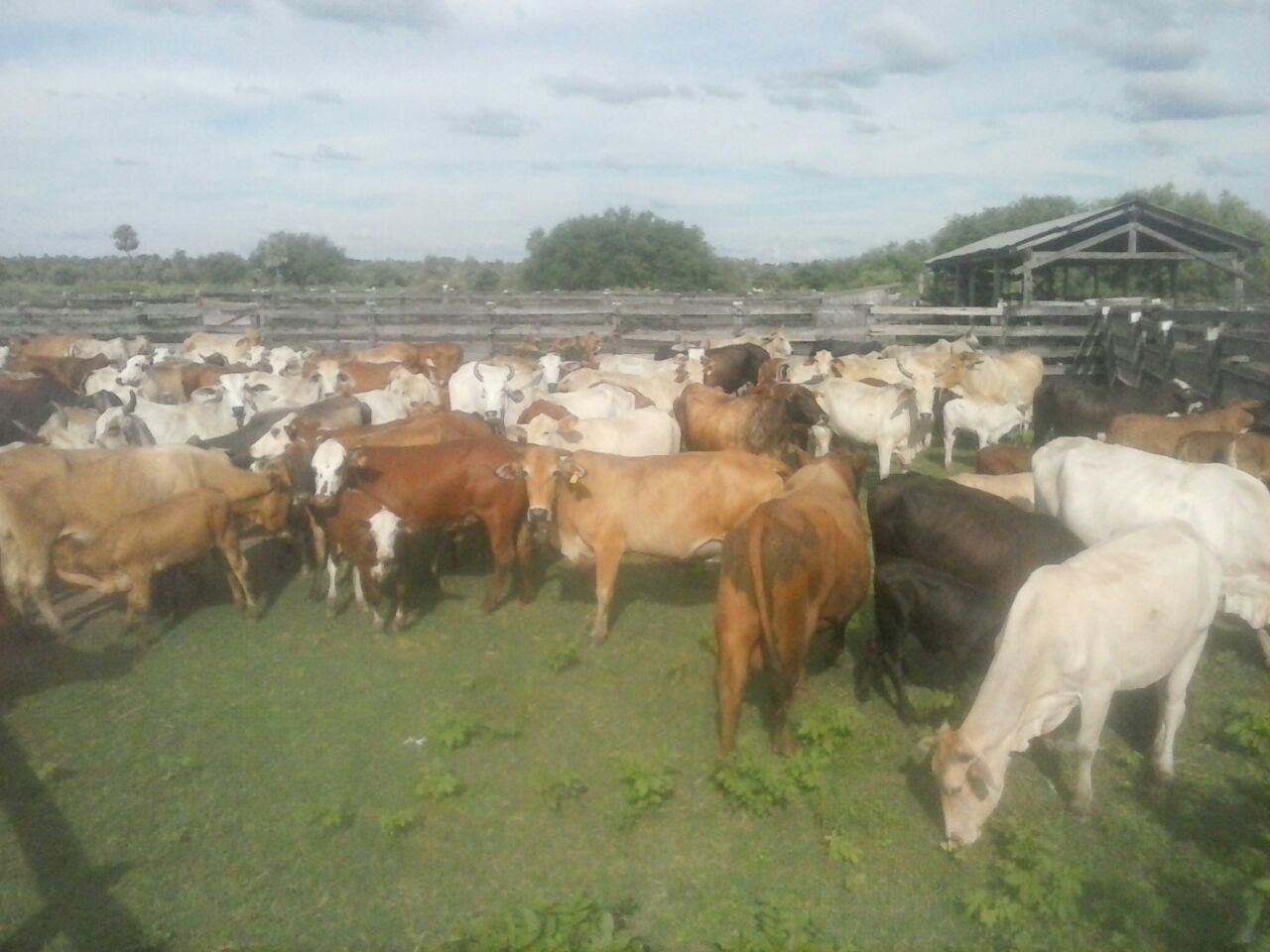 Vendo Campo de 5.310 Hectáreas, Zona Toro Pampa, Alto Paraguay - CLCS7786113 — foto 3