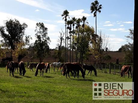 Hermosa Chacra De 11,81 Hás En Venta En Las Brujas. Canelones
