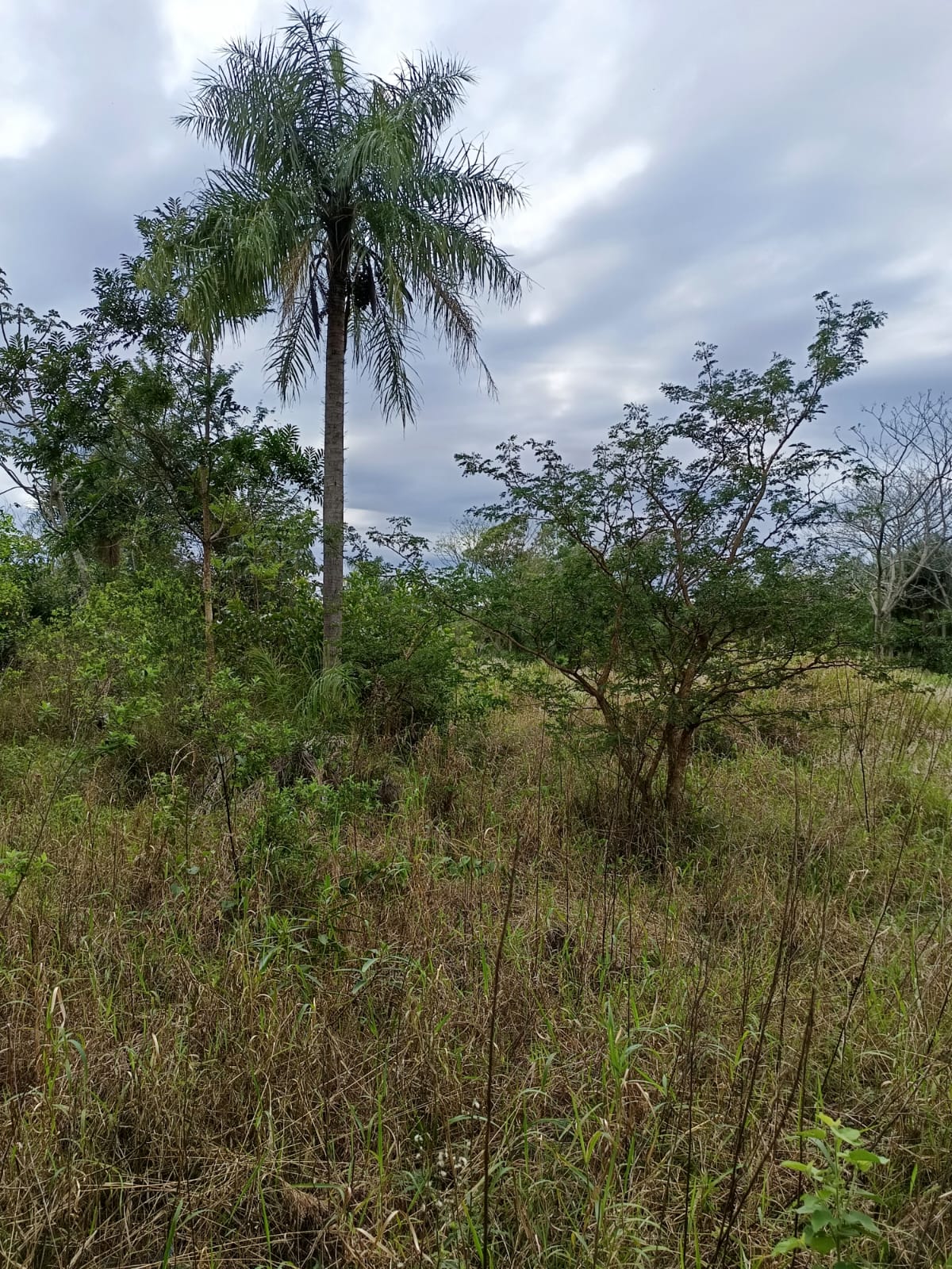 Vendo Terreno 1/2 Ha. en Paraguari (Cerca Cerro Mbatoví) — foto 3