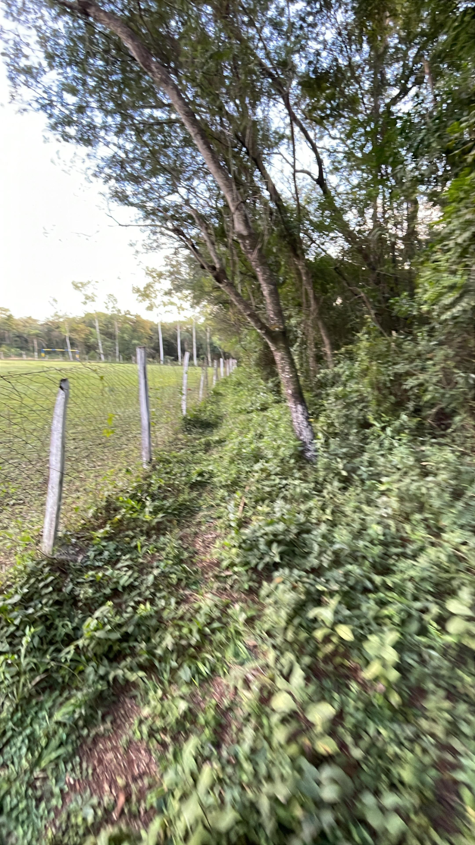 Vendo 2,4 Hectáreas En Eusebio Ayala Colonia Curupayty — foto 2