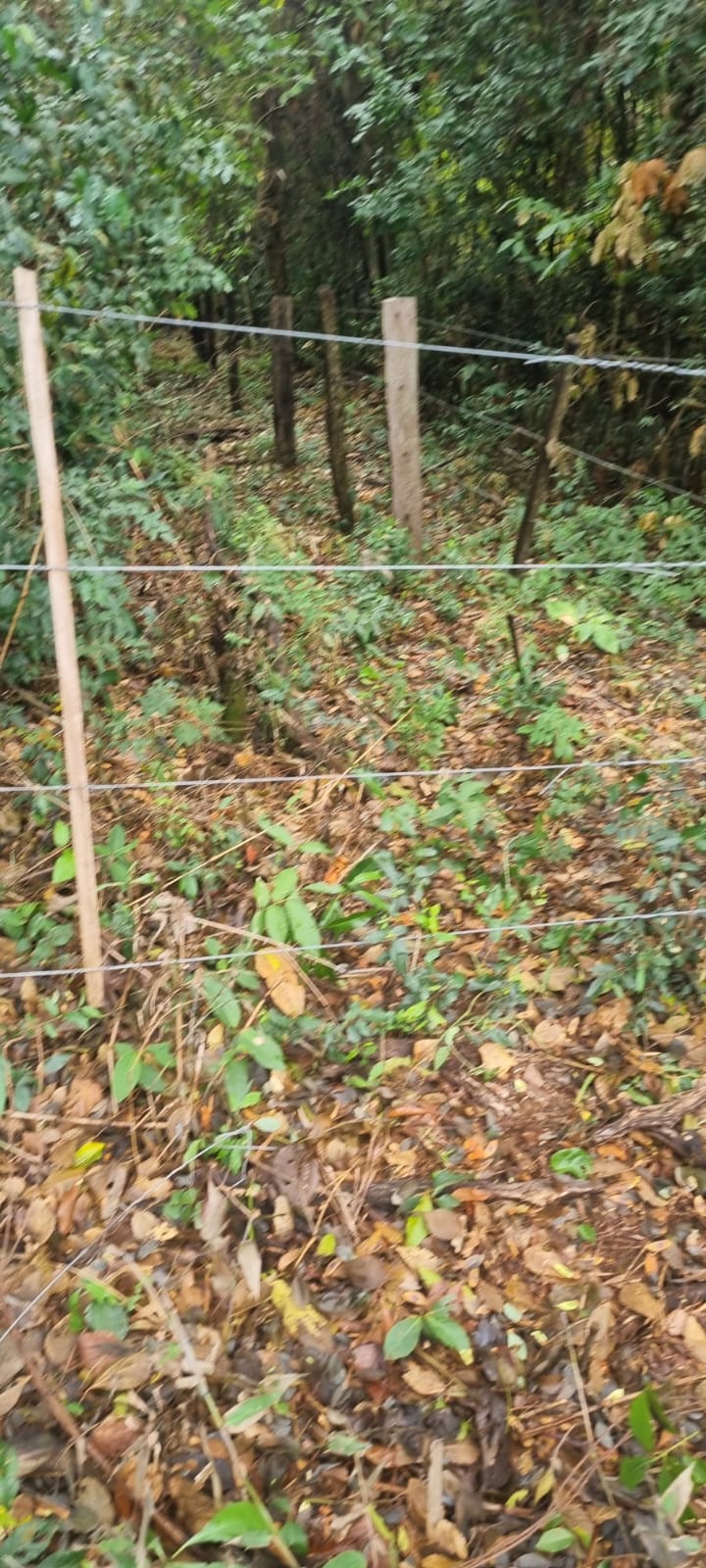 Vendo 3 hectáreas en Valle pe - Borja - Villarrica — foto 3