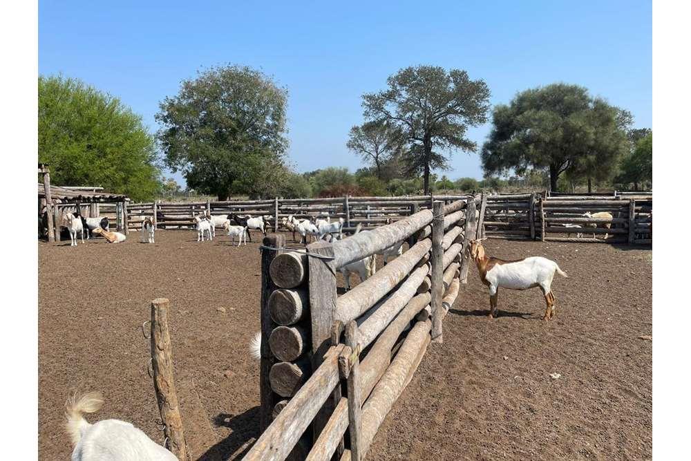 VENDO ESTANCIA FORTIN CABALLERO PTE HAYES — foto 3