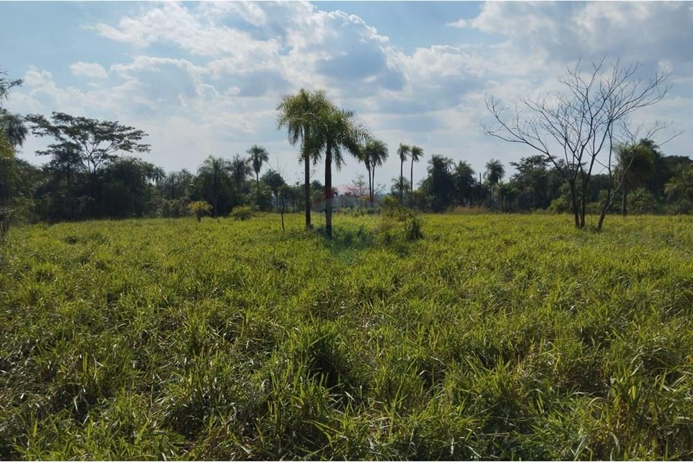 VENDO CAMPO DE 35 HECTAREAS EN ARROYOS Y ESTEROS — foto 3