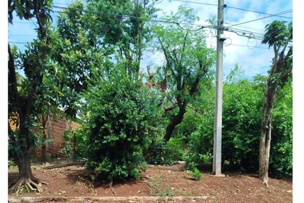 Terreno en Presidente Franco — foto 2