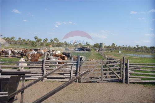 Estancia De 493 Hectareas Sobre Ruta 12 - Presidente Hayes unico — foto 2