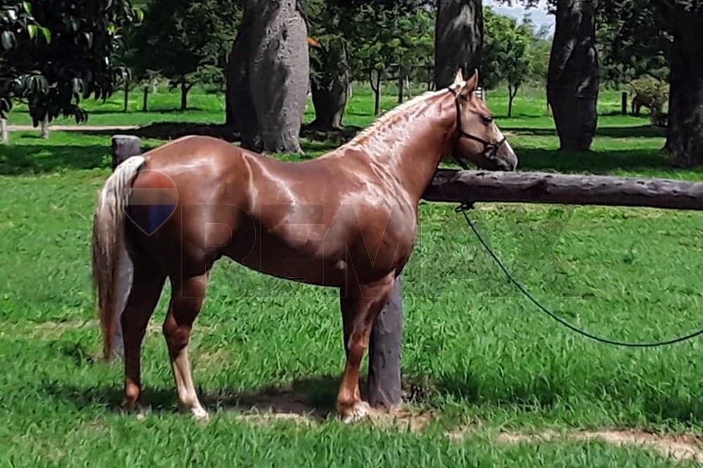 Campo en venta en Alto Paraguay — foto 3