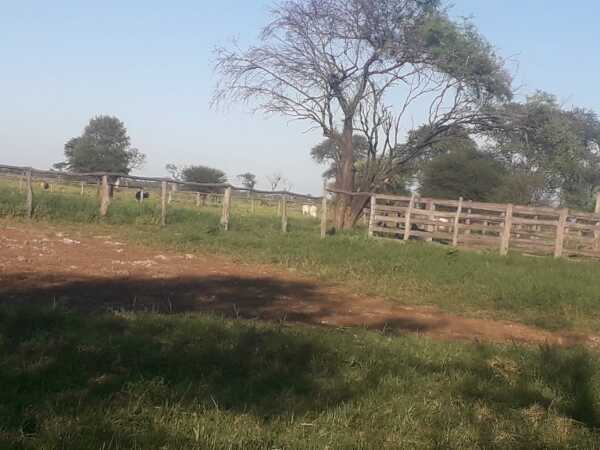 VENDO ESTANCIA EN ALTO PARAGUAY-FORTIN FLORIDA, 1600 HAS — foto 3