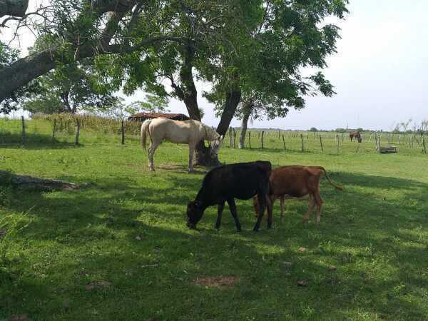EN VENTA DE 411 HECTÁREAS EN ESTERO KAMBA — foto 2