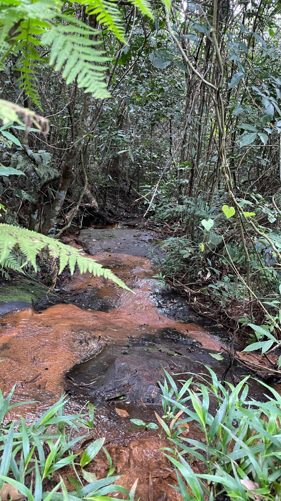 Vendo Propiedad De 11 Hectáreas En Eusebio Ayala - Cordillera — foto 3