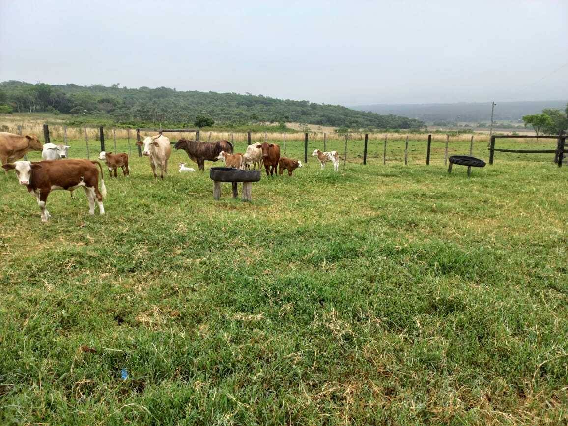 VENDO GRANJA DE 73 HECTÁREAS EN NUEVA COLOMBIA — foto 3
