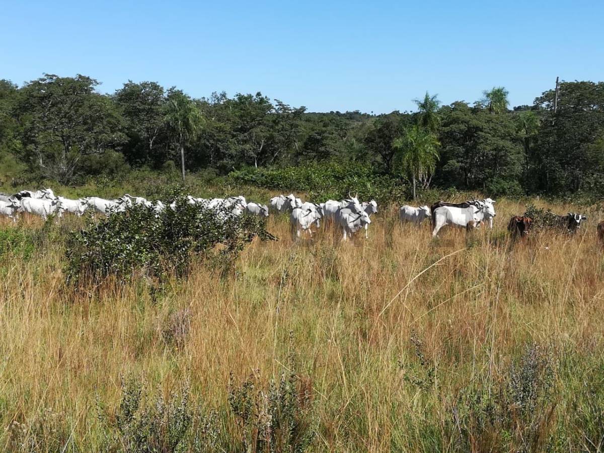 Venta de Estancia/Ganadera en Caapucú, Paraguarí — foto 3