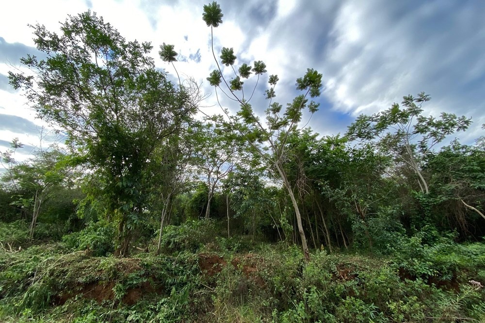 Vendo Terreno - EMBOSCADA ,Ruta Nueva Colombia -San Bernardino, Cordillera — foto 3